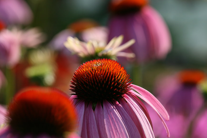 Close-up of Purple Coneflower with Spiky Orange Center