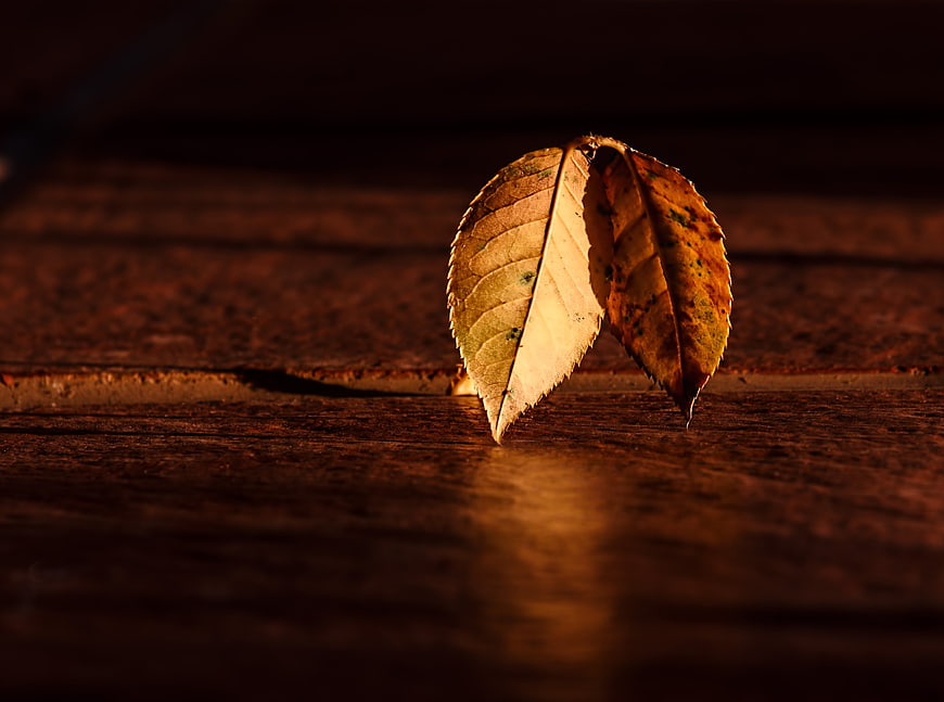 Dried autumn leaf on dark wood with dramatic lighting