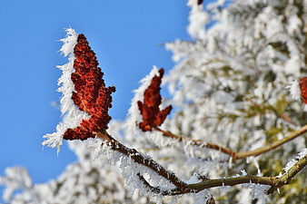 Frost-covered sumac berries on a branch against a blue sky