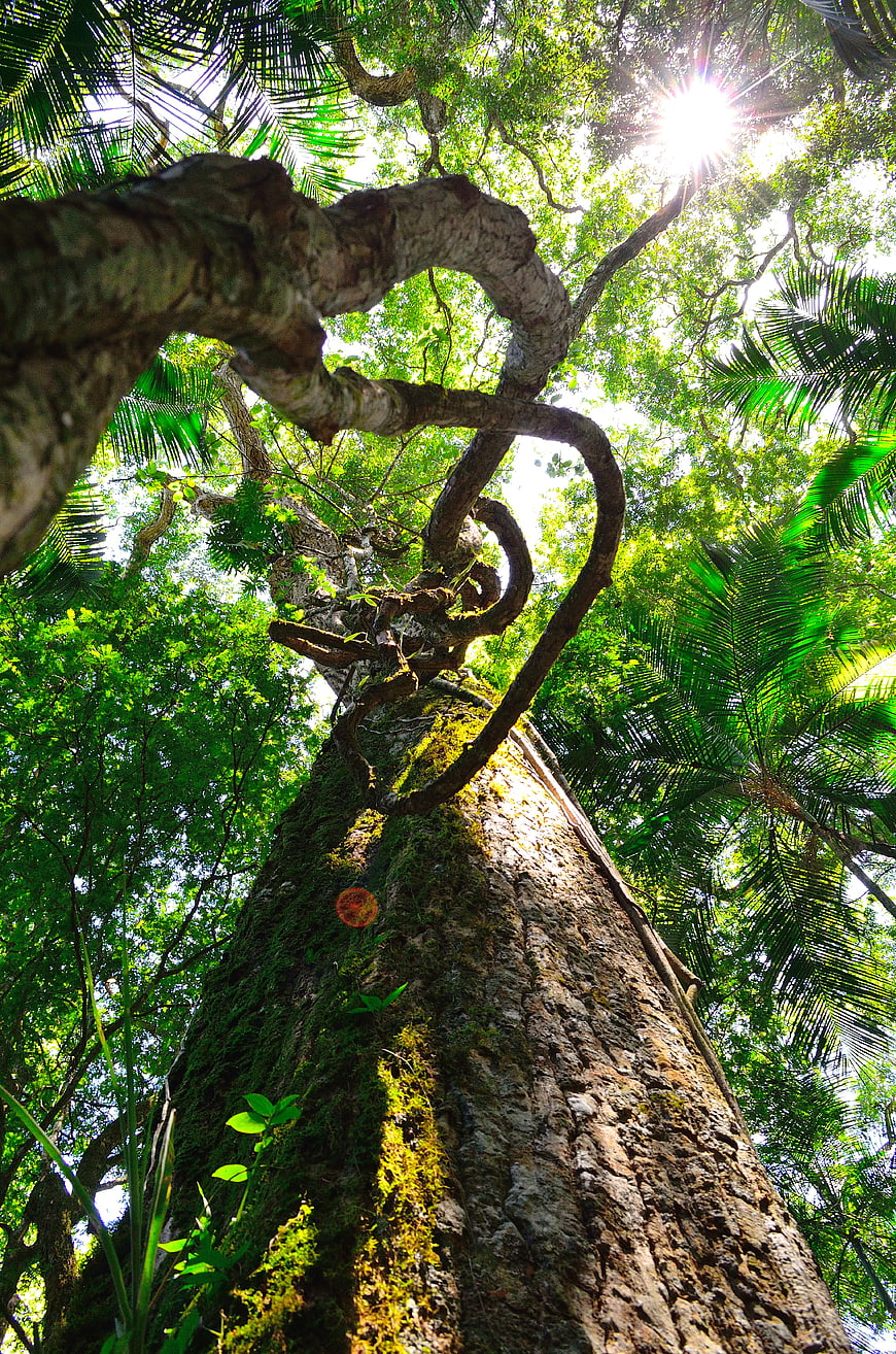 Worm's Eye View of Mossy Tree Trunk in Tropical Forest