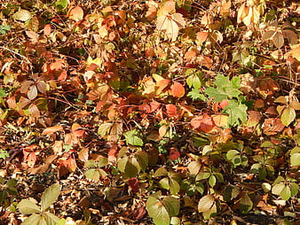 Autumn Vine Leaves on Forest Floor Background