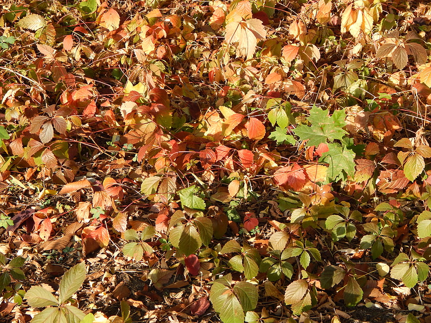 Autumn Vine Leaves on Forest Floor Background