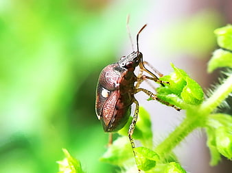 Close-up of a shield bug on a green plant stem