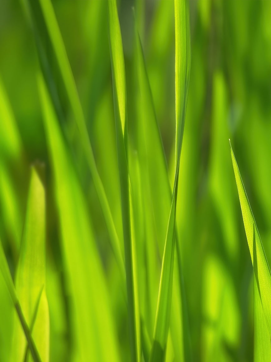 Close-up of vibrant green grass blades in sunlight