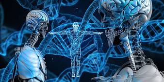 3D Medical Illustration of Human Anatomy, Brain, and DNA Helix