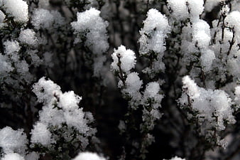 Close-up of Snow-Covered Plant Branches in Winter