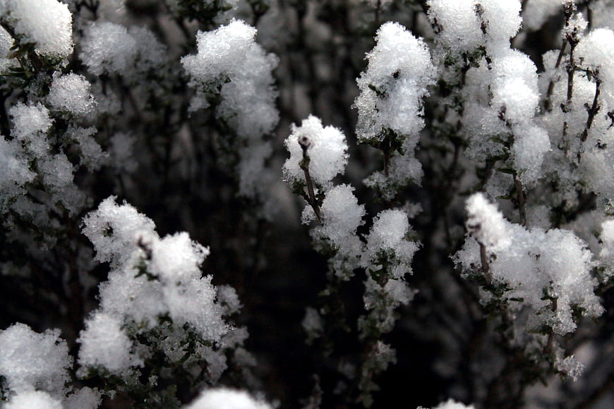 Close-up of Snow-Covered Plant Branches in Winter