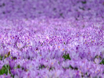Vibrant purple crocus flower field in spring