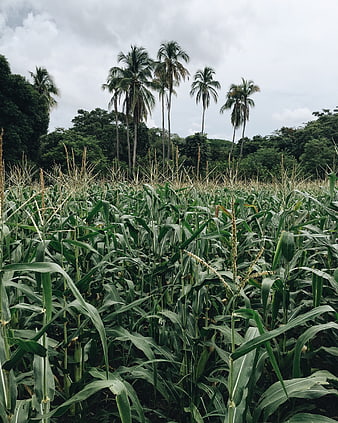 Lush cornfield with tall coconut palms and cloudy sky