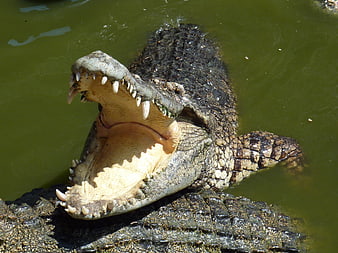 Close-up of a crocodile with open mouth and sharp teeth in green water