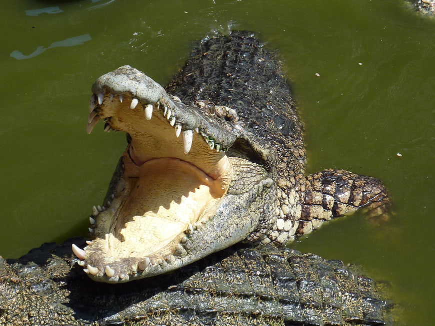 Close-up of a crocodile with open mouth and sharp teeth in green water