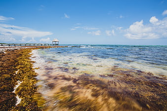 Tropical Beach with Seaweed, Pier, and Gazebo Under Blue Sky
