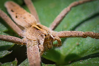 Macro Close-Up of Brown Wolf Spider on Green Leaf