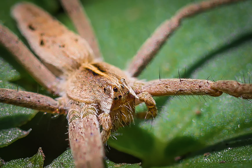 Macro Close-Up of Brown Wolf Spider on Green Leaf