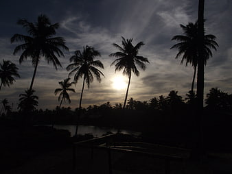 Silhouetted Palm Trees Against Dramatic Sunset Sky
