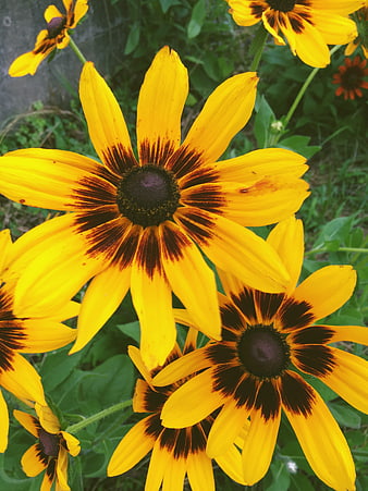 Close-up of vibrant yellow black-eyed susan flowers in a garden
