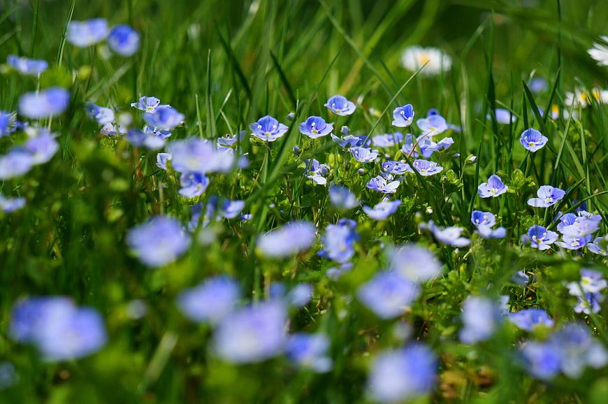 Blue Forget-Me-Not Wildflowers in Green Meadow