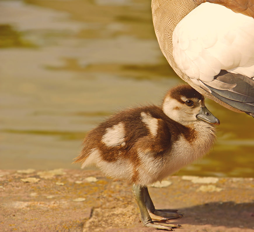 Egyptian Goose Gosling Standing on Stone Edge Near Water