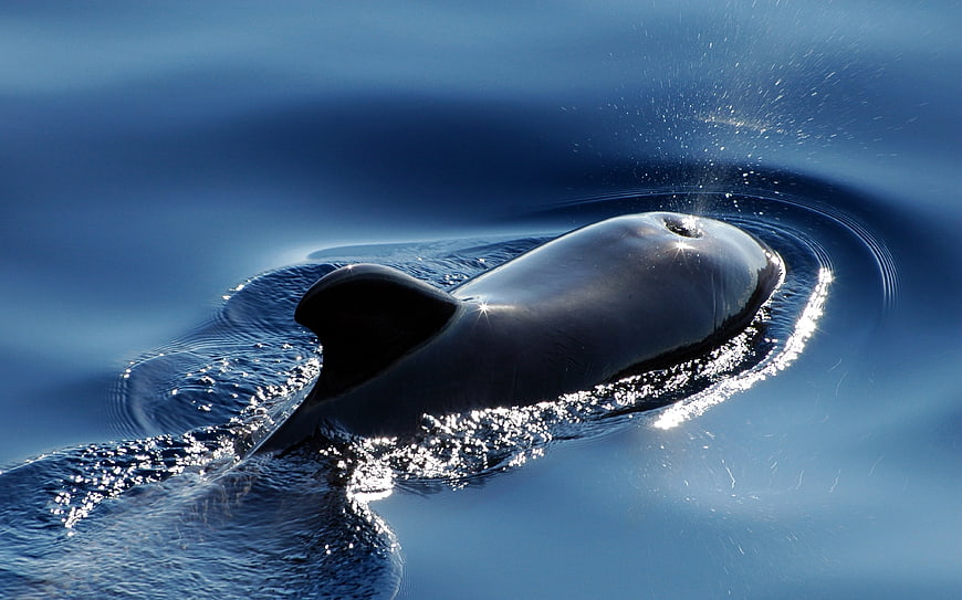 Pilot whale surfacing in deep blue ocean water