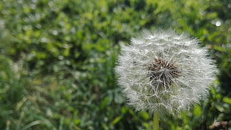 Close-up of a white dandelion seed head in green grass