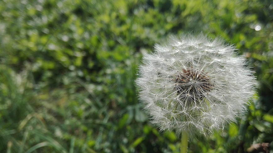 Close-up of a white dandelion seed head in green grass