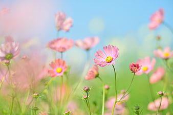 Pink Cosmos Flowers in a Sunny Field with Blue Sky