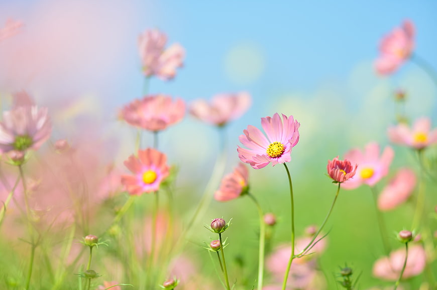 Pink Cosmos Flowers in a Sunny Field with Blue Sky