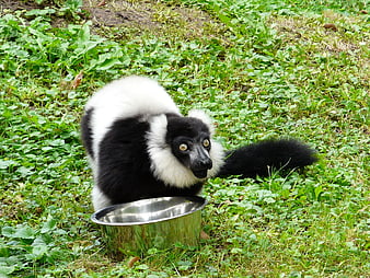 Black and White Ruffed Lemur Eating from Metal Bowl