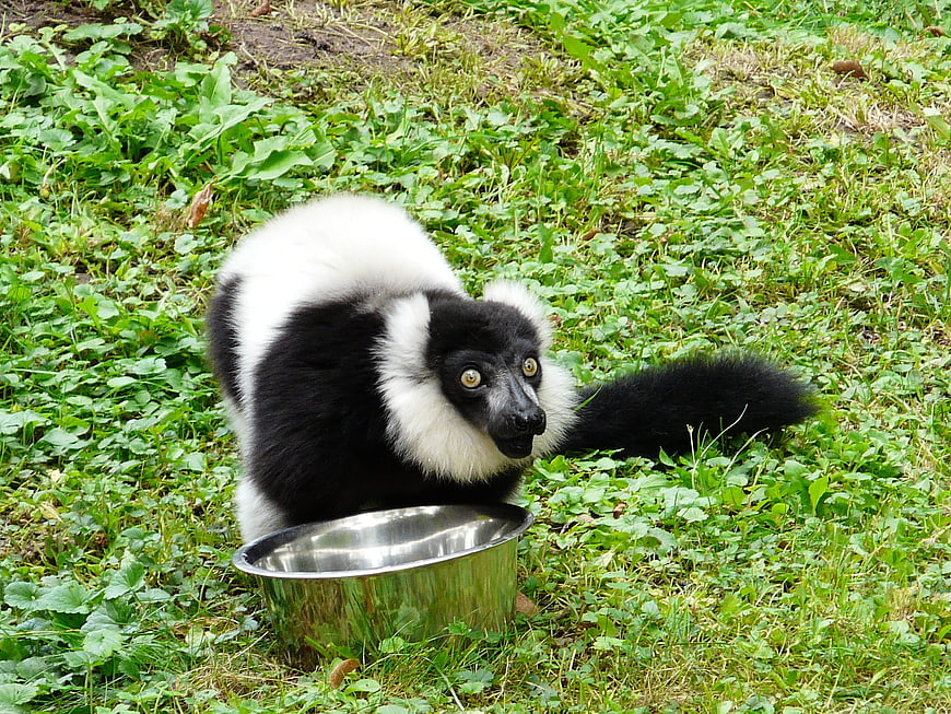 Black and White Ruffed Lemur Eating from Metal Bowl
