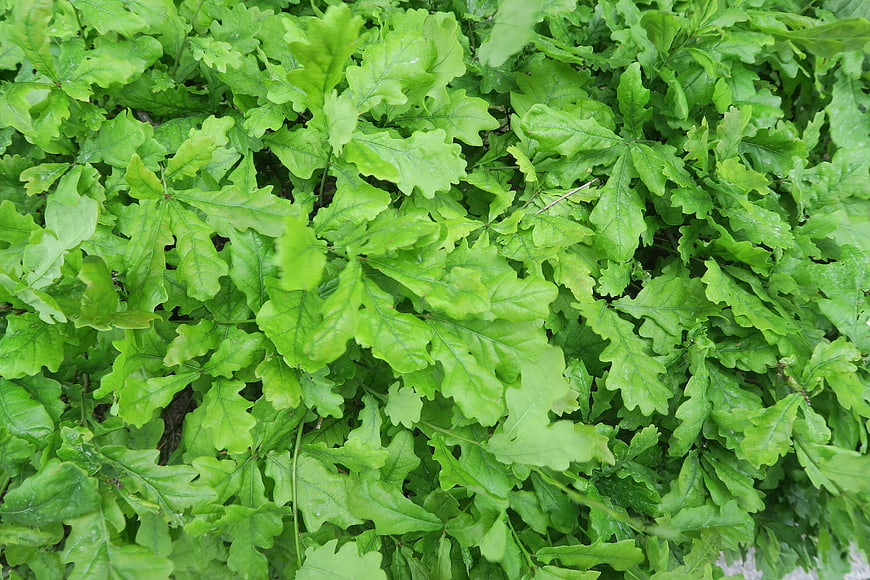 Close-up of vibrant green oak leaves texture background
