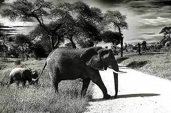 Black and White Photo of Elephant Mother and Calf Walking