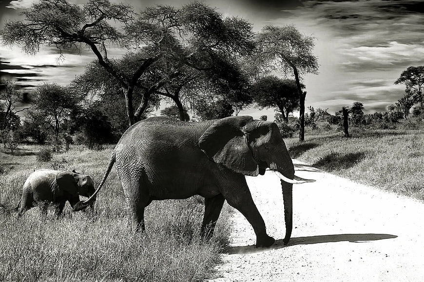 Black and White Photo of Elephant Mother and Calf Walking