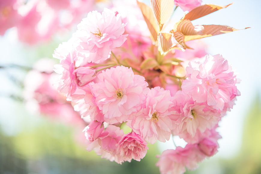 Close-up of delicate pink cherry blossoms in spring sunlight