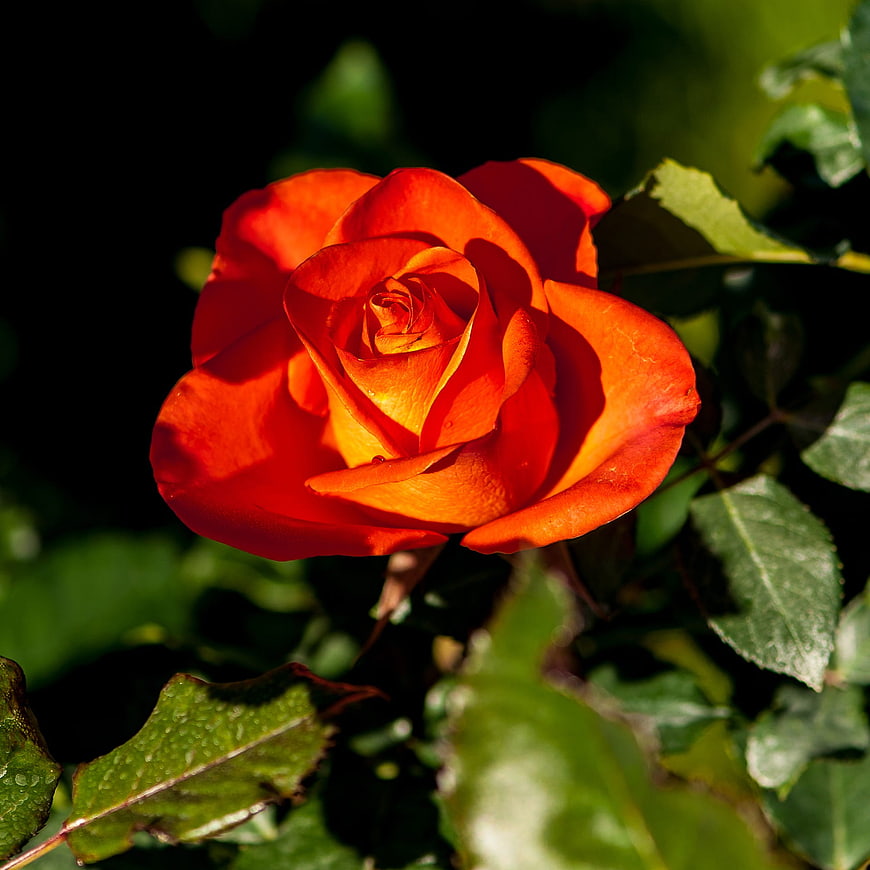 Vibrant Orange Rose in Sunlight with Green Leaves