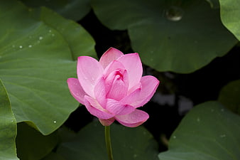Pink Lotus Flower with Water Droplets on Green Leaves