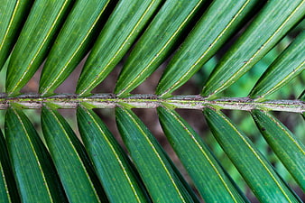 Close-up of green palm leaf texture with natural background