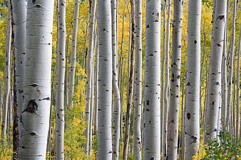 Aspen forest with white trunks and yellow autumn leaves