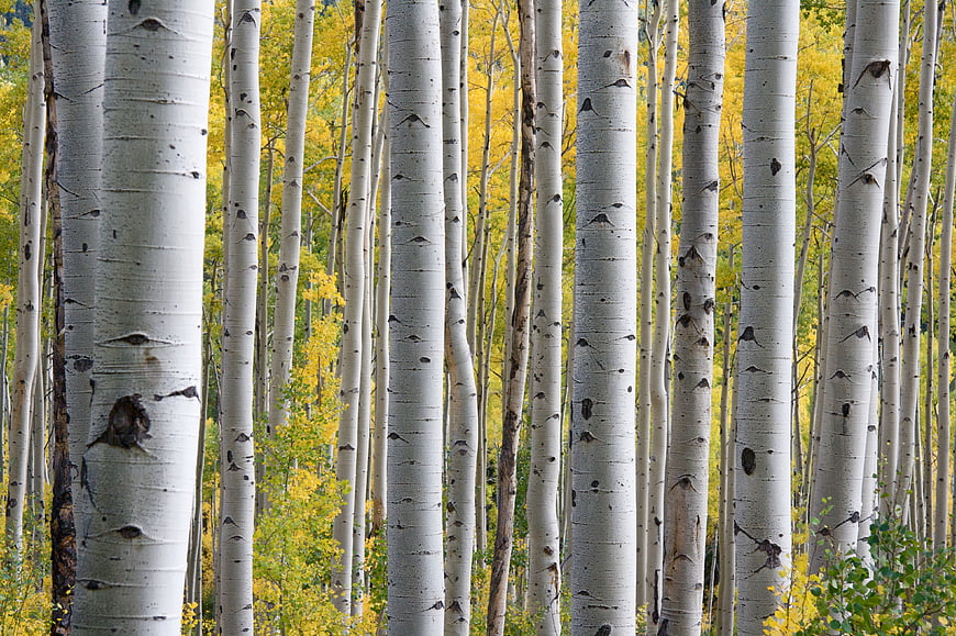Aspen forest with white trunks and yellow autumn leaves