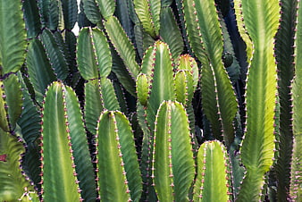Close-up of Green Cactus with Sharp Spines