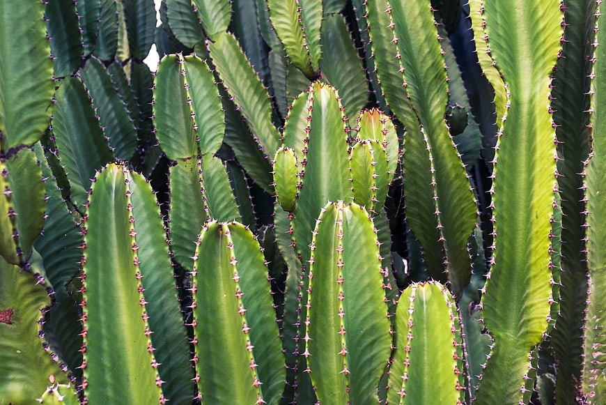 Close-up of Green Cactus with Sharp Spines