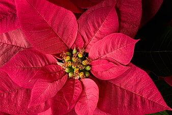 Close-up of vibrant red poinsettia flower with yellow center