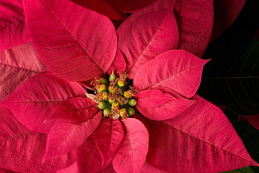Close-up of vibrant red poinsettia flower with yellow center