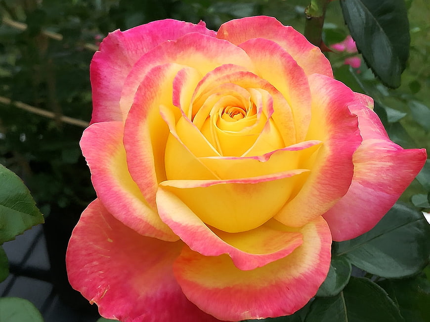 Vibrant yellow and pink rose bloom close-up