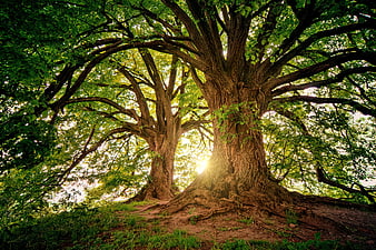 Ancient Oak Trees With Sunlight Filtering Through Branches In Forest