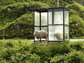 Sheep standing beside a glass bus shelter in a green rural landscape