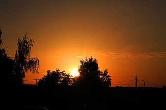 Silhouette of Trees Against Vibrant Orange Sunset Sky