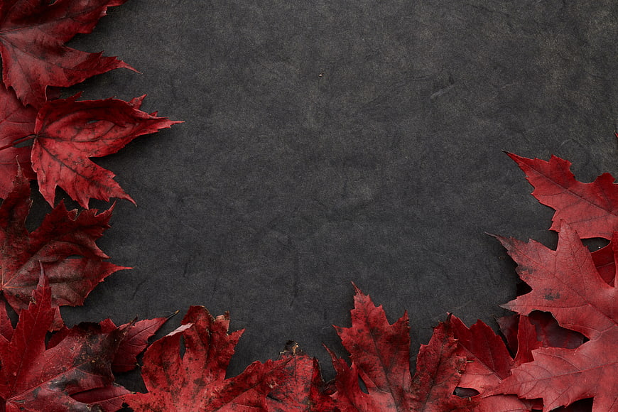 Red maple leaves on dark textured background with copyspace