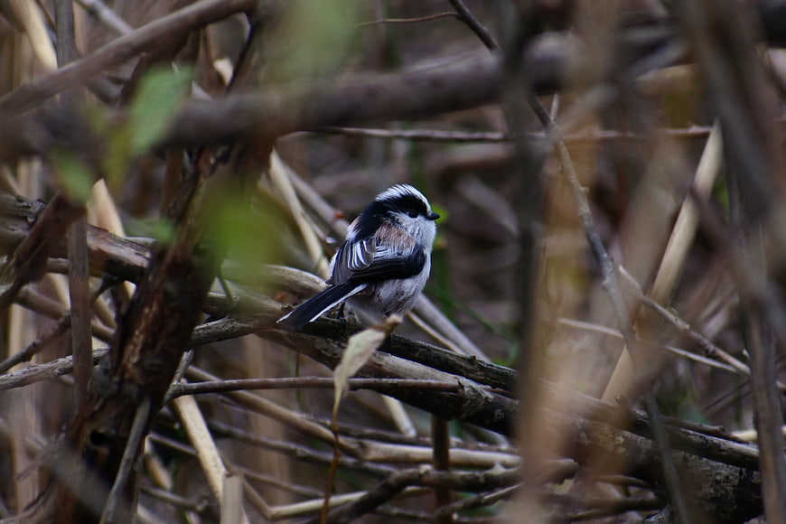 Small bird perched on branch in dense thicket