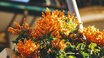 Vibrant Orange Trumpet Vine Flowers in Sunlight