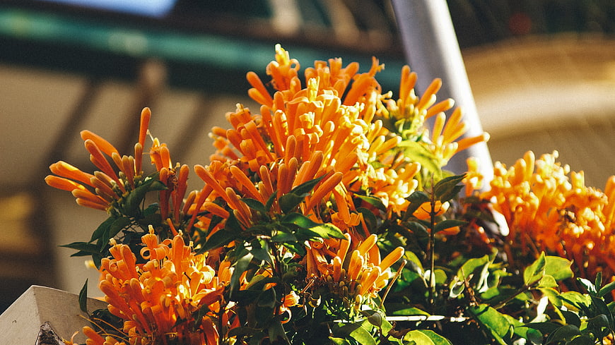 Vibrant Orange Trumpet Vine Flowers in Sunlight